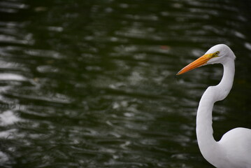 Obraz premium heron in lake