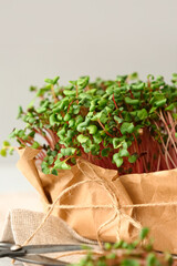 Fresh organic microgreen sprouts, closeup