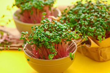 Bowls with fresh micro green on yellow background, closeup