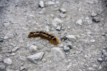 a caterpillar crawls on the forest dirt road