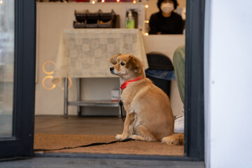 산책나온 강아지