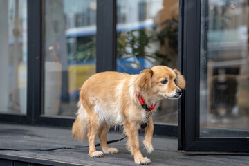 산책나온 강아지
