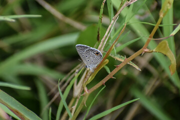 Hemiargus ceraunus, the Ceraunus blue, is a butterfly.