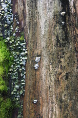 木の幹に生える苔とキノコ