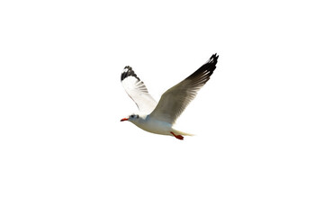 Single seagull flying in a sky as a white background