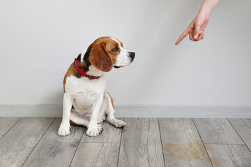 Owner scolding naughty dog for wet spot on floor