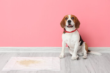 Cute dog near underpad with wet spot on floor © Pixel-Shot