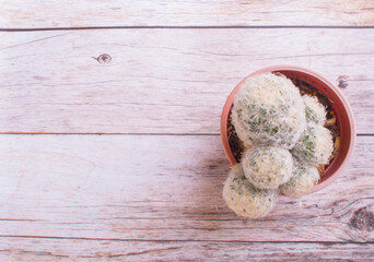 Natural still life cactus plant, one soft thorn cactus on wood grain background, for copy space for text
