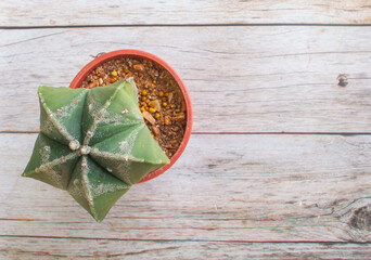 Top view image, natural still life cactus plant, one thornless cactus star on wood grain background, for copy space for text