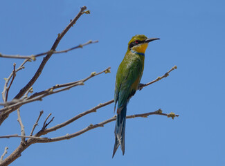 Swallow-Tailed Bee-Eater in Botswana