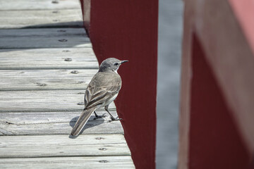 Cape Wagtail in Cape Town, South Africa