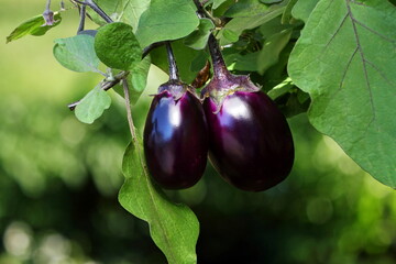fresh purple eggplant or aubergine brinjal on plant