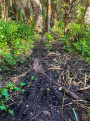 muddy walking path in swamp