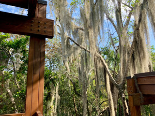 Spanish moss hanging in trees in Florida