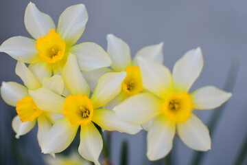 Naklejka na ściany i meble daffodils on a white background
