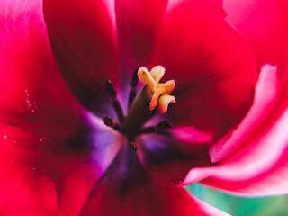 Obraz na płótnie Canvas close up of a tulip