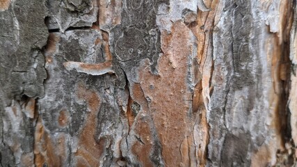 Pine texture close up