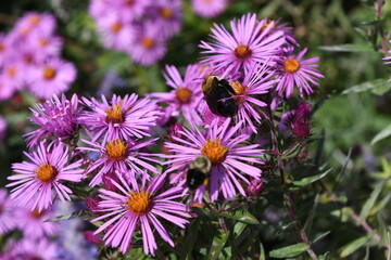 bee collecting pollen