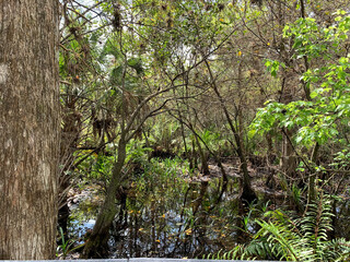 Fototapeta premium Cypress trees in fern forest wetland