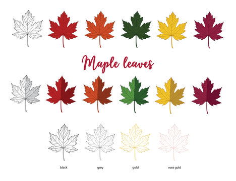 Set of six maple leaves colours styles and four outlines on white background