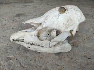 Esqueleto cabeça de anta