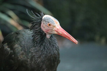 Waldrapp Ibis in the Aviary