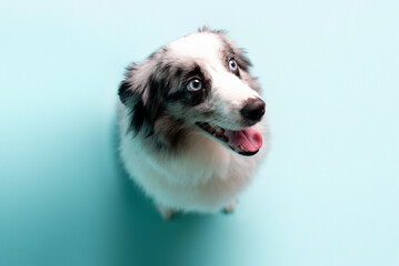 Australian shepherd, merle color, Mini grey and white Aussie with blue eyes