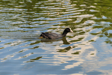 Eurasian coot (Fulica atra) in a lake
