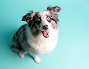 Australian shepherd, merle color, Mini grey and white Aussie with blue eyes