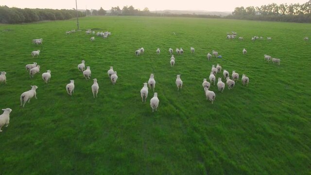 Aerial view of sheep grazing on a farm in New Zealand.
뉴질랜드, 양, 농장, 목장.