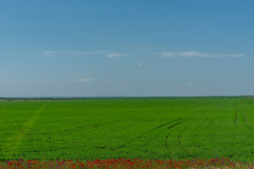 Natural landscape with a green field under a blue sky