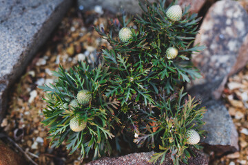 close-up of native Australian yellow isopogon sunshine plant outdoor