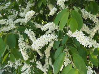 branches of blooming white bird cherry in nature