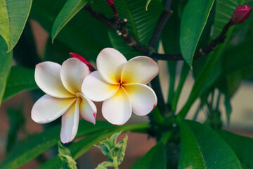 flower in garden golden green plant