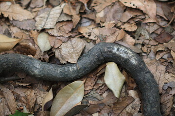 蛇に似た木の根