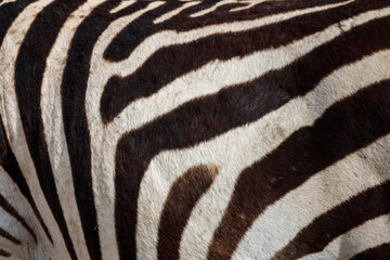 Texture of the zebra skin for background