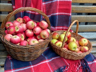 Red apples in basket. Baskets with ripe apples on garden bench covered with warm red blue woolen blanket. Cozy autumn scene.