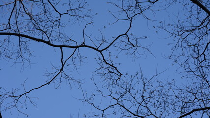The clear blue sky view with the branches of the trees in winter