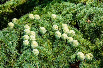 Cones on branches of the Lebanese cedar tree (cedrus libani)