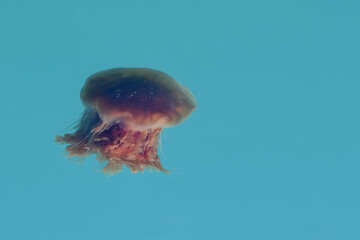 A lion's mane jellyfish (Cyanea capillata) floats in the Seward, Alaska, harbor.