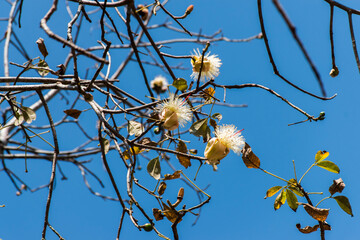 a large tree with branches and flowers