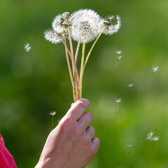 Fototapeta premium Dandelion in nature, the period of seed ripening, a white ball with a pattern and the flight of mature seeds, in the hand, close-up.