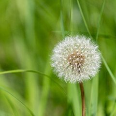 Dandelion in nature, the period of seed ripening, a white ball with a pattern and the flight of mature seeds, in the hand, close-up.