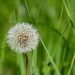 Dandelion in nature, the period of seed ripening, a white ball with a pattern and the flight of mature seeds, in the hand, close-up.