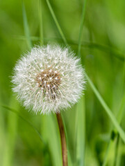 Dandelion in nature, the period of seed ripening, a white ball with a pattern and the flight of mature seeds, in the hand, close-up.