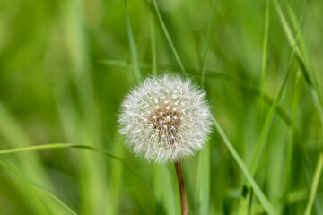 Dandelion in nature, the period of seed ripening, a white ball with a pattern and the flight of mature seeds, in the hand, close-up.