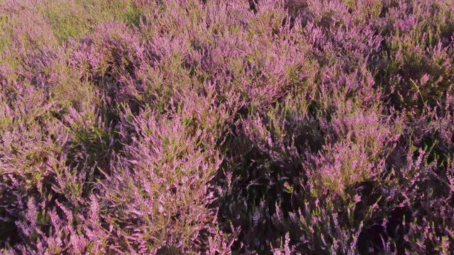 Low and slow drone flight over blooming purple heather in early autumn. Drone tracking forward.