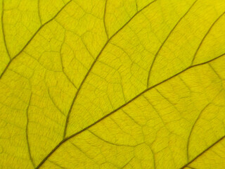 Naklejka na ściany i meble yellow green leaf pattern texture as background