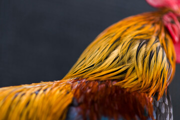 close-up photo of chicken head