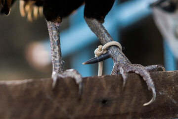Close-up of chicken legs and feet
